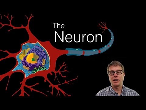 The Neuron