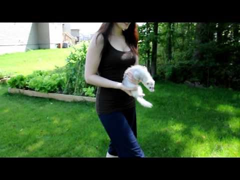 Ferret running in backyard