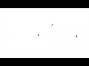 Flock Of Birds Flying Green Screen HD Animation