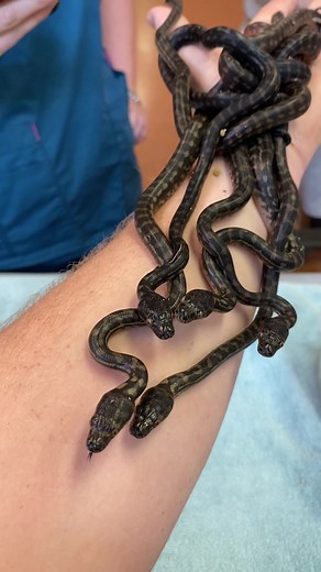 Rescued Baby Carpet Pythons Hatch at Australia Zoo Wildlife Hospital
