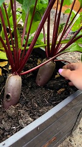 Czas na zbiór buraków 😍 jak zwykle nasiona z naszego sklepu ☝️ Klasyczne, które wysiewamy co rok: 👉 Burak ćwikłowy podliczmy 👉 Burak czerwona kula Nowości w tym roku: 👉 Burak pomarańczowy - Baldor 👉 Burak dwukolorowy- Chioggio Beta 😍 Polecam! www.ZielonePogotowie.pl | Zielone Pogotowie