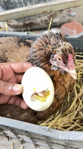 Young hen hatched first egg of life !