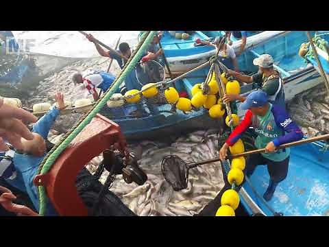 The fisherman's trip to the sea to harvest hundreds of tons of fish