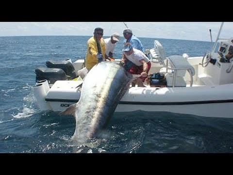Amazing Fastest Giant Bluefin Tuna and Black Marlin Fishing Skill - Amazing big catching on the sea