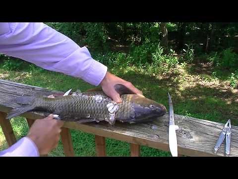 Redneck 101-How to Fillet Common Carp Quickly