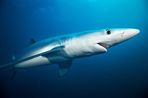 Blue Shark | Oceana
