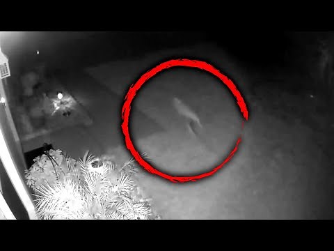 Was a Baby Dinosaur in This Man’s Backyard?