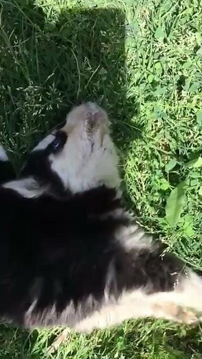 Signs Of Poisoning In Dogs|Treatment Of Poisoning in Dogs|Veterinary Guide