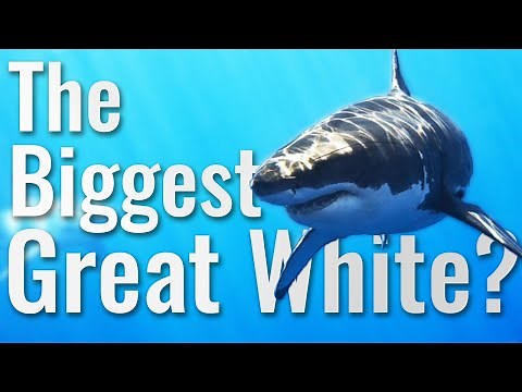 Deep Blue - The Biggest Great White?
