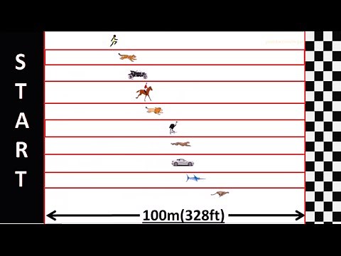 Speed Comparison : Race Simulation