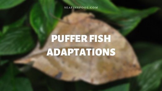 Puffer Fish Adaptations: Survival, Diet, Ecology, Lifespan, Size - SeaFish