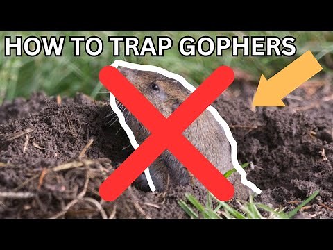 How to Trap Gophers (Most DETAILED video on YouTube)