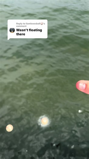 Replying to @liamlovesball⚾️ they float #baseball #korebaseball