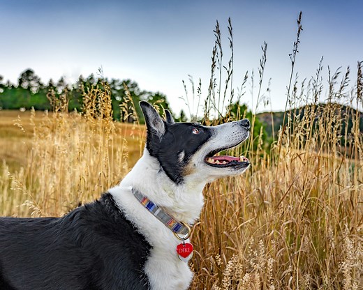Dogs for Adoption - Foothills Animal Shelter