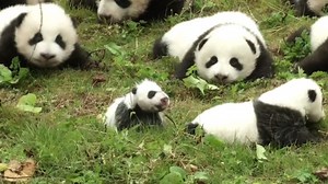36 panda cubs make adorable debut