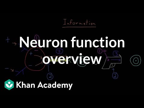 Overview of neuron function | Nervous system physiology | NCLEX-RN | Khan Academy