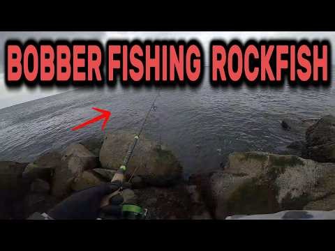 BOBBER Fishing ROCKFISH | FEEDING Frenzy = BOBBER Downs | Westport Jetty