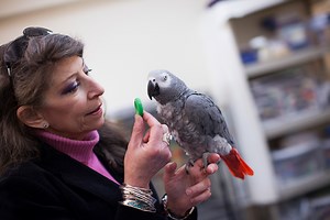 Harvard study shows parrots can pass classic test of intelligence