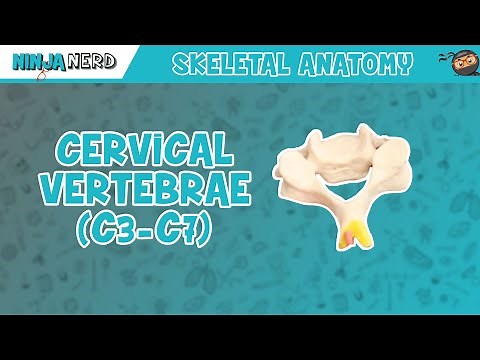 Cervical Vertebrae (C3-C7) Anatomy