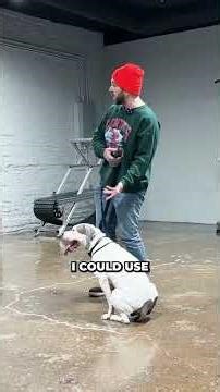 What to Teach Your Dog Before Giving Commands