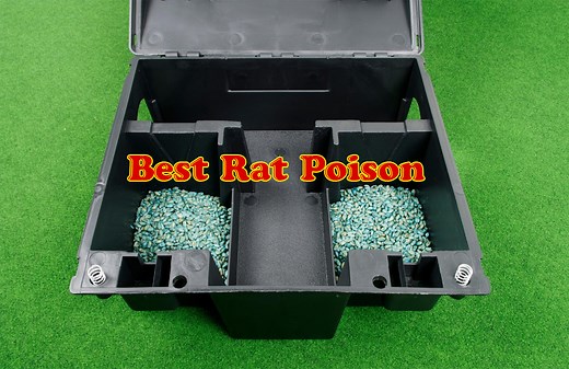10 Best Rat Poisons That Works | Review - 2026