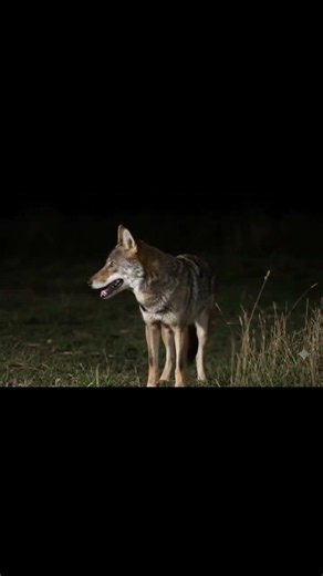 Coyote Sounds of Howling and Barking | Canis latrans Sounds #wolf #coyote #animalsounds #fox #ai