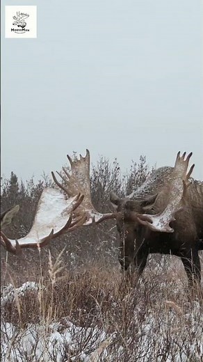 Majestic Moose Emerge from Snowy Wilderness! #wildlife #animals #nature #moose