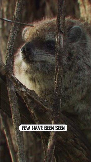 Meet the Red Crested Tree Rat