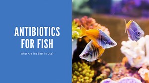 Antibiotics for Fish: What Actually Works and When to Use Them