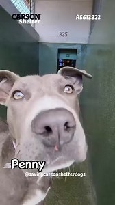 💜 Adopted💜 A5613823 ✰ PENNY -1/25/25- Penny was in the shelter when she was nine months old and she was adopted. She’s back in as a stray and she was on a microchip hold but they decided to surrender her. She needs help now. #A5613823 My name is PENNY and I'm an approximately 1 year old female Pit Bull. I am already spayed. I have been at the Carson Animal Care Center since 1/25. I will be available on 1/28 You can visit me at my temporary home at C243. 🔹Pit Bull 🔹 AGE:1 years 🔹 female 🔹 A