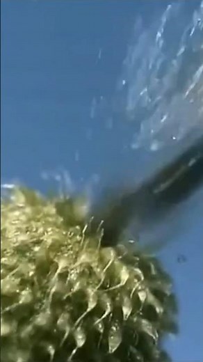 Exploding Fruits: Nature’s Seed Bombs That Will Blow Your Mind!