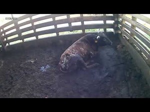 Loading Bulls and Holsteins