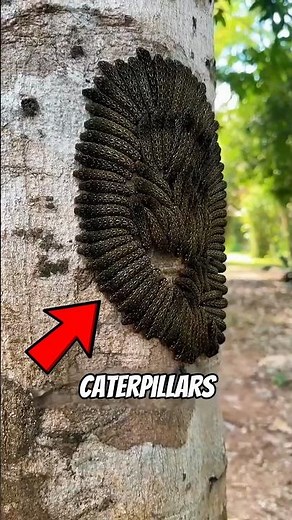 3 Caterpillars With Unusual Sizes—and the Last One Looks Like a Sci-Fi Monster!