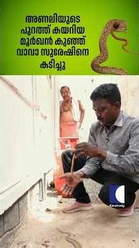 അണലിയുടെ പുറത്ത് കയറിയ മൂർഖൻ കുഞ്ഞ് വാവാ സുരേഷിനെ കടിച്ചു #snakemaster #vavasuresh