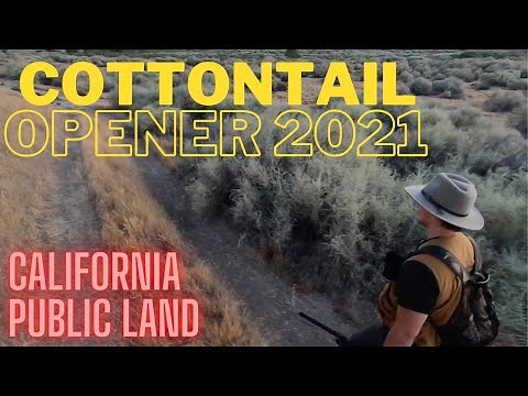 Cottontail Rabbit Hunting on California Public Lands 2021 Opening Day - I Got Two With One Shot!