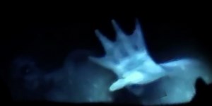 Best Pieces Of Evidence For The Existence Of Mermaids and Mermaid Sightings