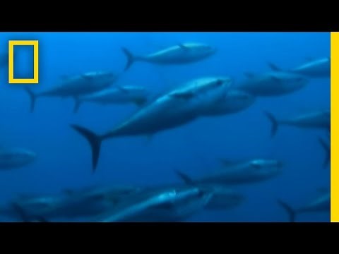 Catching Giant Tuna | Hooked
