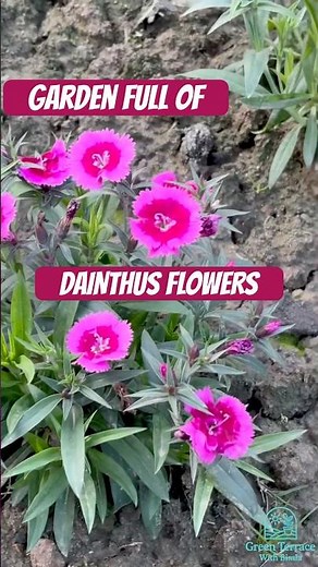 Dianthus Me Bumper Flowering | Simple Care Routine