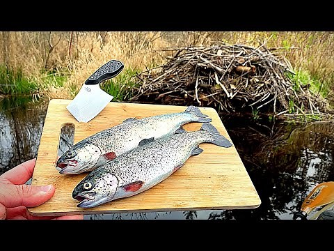Trout Catch & Cook ON A BEAVER DAM!!! Epic Rainbow Trout Fishing | 4K
