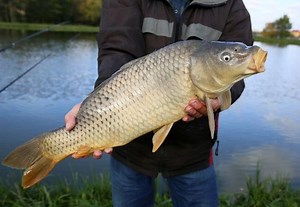 Carp Fishing for Beginners - A simple step-by-step guide