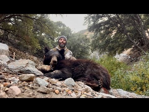 California Bear hunting