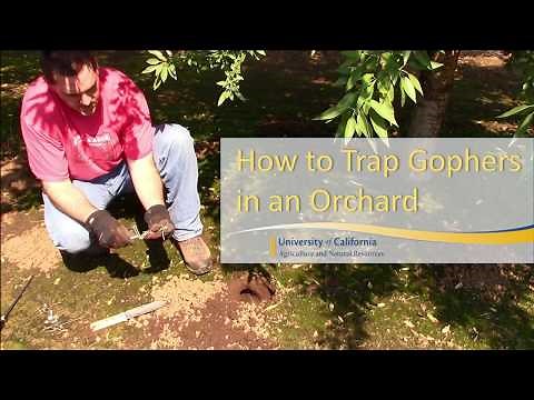 How to Trap Pocket Gophers in an Orchard