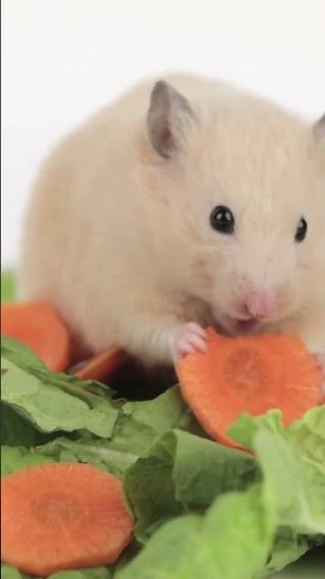 Fluffy, Tiny, and Irresistible: Nature’s Cutest Creations