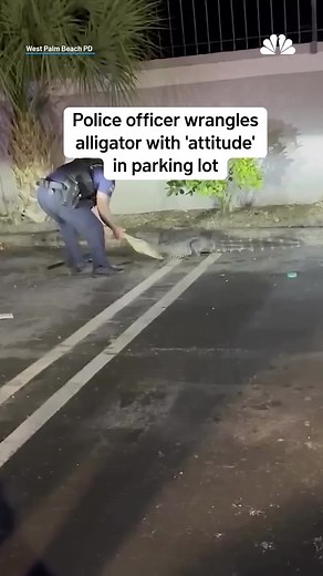 Police officers in West Palm Beach, Florida, successfully wrangled up an alligator that was spotted in a parking lot. At some point, the snippy animal snapped at the officer, prompting him to tape the nose of the alligator. #nbcla #alligator