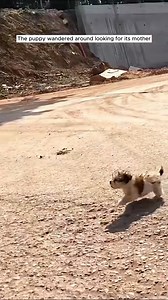 Cute Creatures on Reels