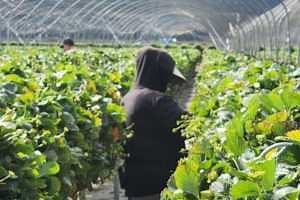 An Overview of Farm Labor in Michigan