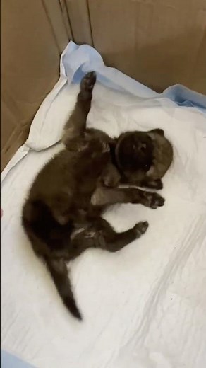 The most ADORABLE wolf pup you’ll ever see!