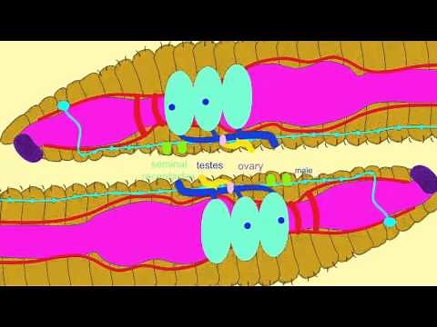 EARTHWORM REPRODUCTION