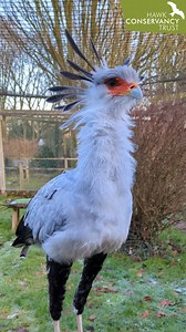 Just some of our beautiful birds enjoying the winter weather! ❄️ 💚 Don't forget that we re-open on Saturday 14 February - just in time for a fantastic half term visit! 🦅🦉 Fill your half term with flight, fascination and family fun by coming along to see our winter birds take flight. PLUS, enjoy free adventure trails, children's activities and species talks with our Bird Team - all included in the price of your visit 🎟️ Pre-booking is recommended during the school holidays 👉 https://ow.ly/XE