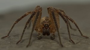 Video | Moeten we ons zorgen maken nu valse wolfspinnen vaker gespot worden?